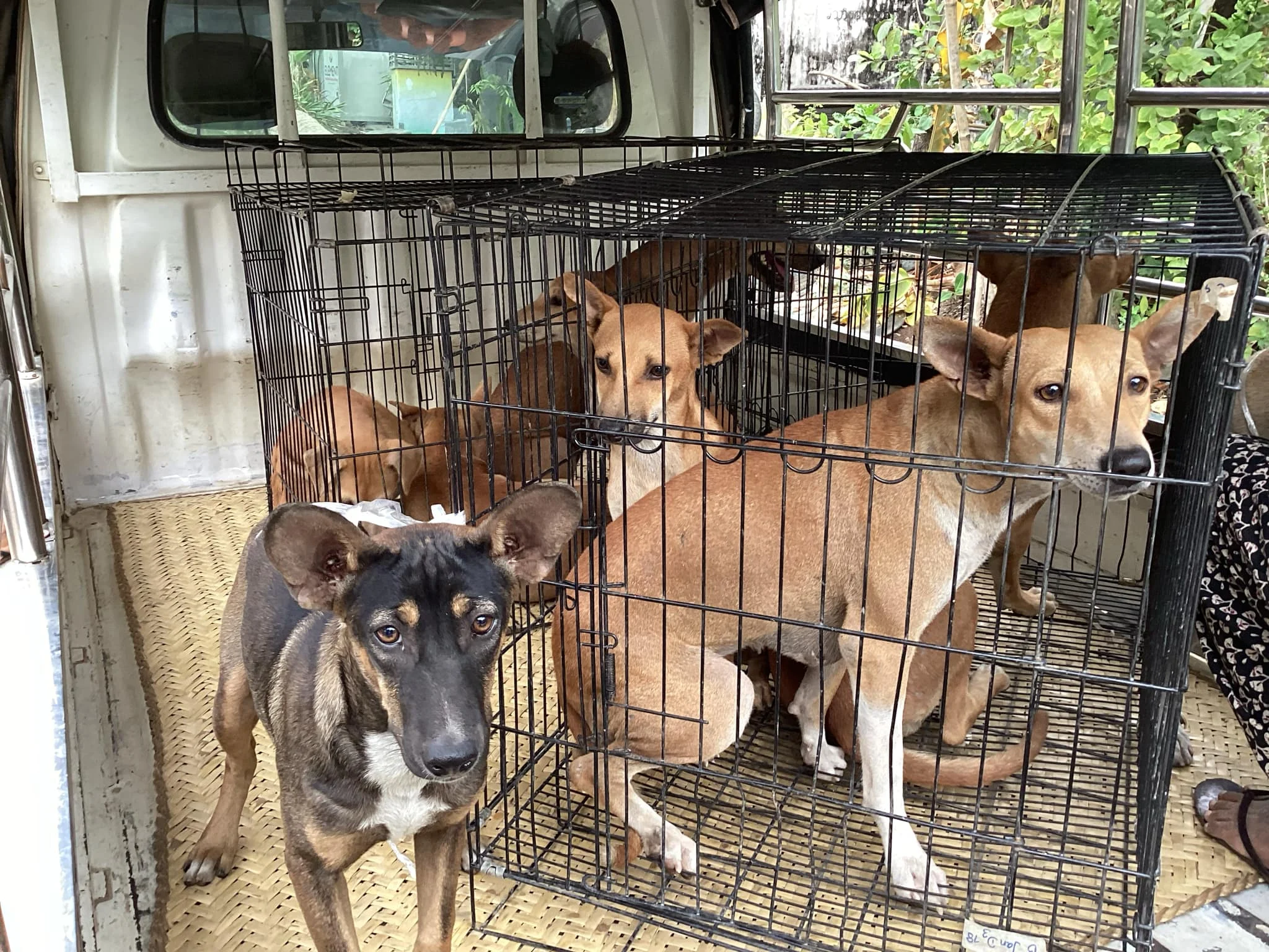 World Animal Protection and Let’s Save The Strays, International Continue Urgent Animal Relief Efforts in Mandalay After Earthquake