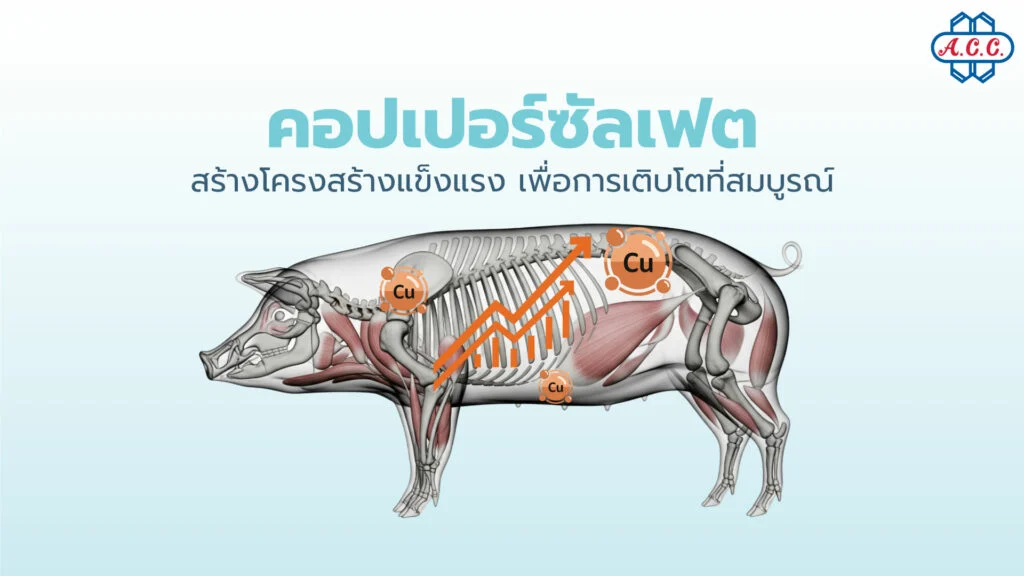 ทำไม “ทองแดง (คอปเปอร์ ซัลเฟต)” ถึงสำคัญกว่าที่คุณคิดสำหรับสัตว์ในฟาร์มของคุณ?