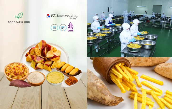 Food Farm Hub Welcomes PT. Indowooyang's Premium Sweet Potato for Global Buyers