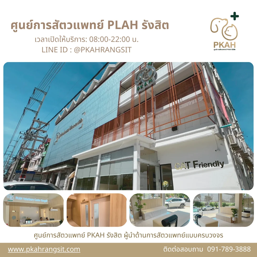 ทีมสัตวแพทย์ ศูนย์การสัตวแพทย์ PKAH รังสิต ผู้มีประสบการณ์ พร้อมด้วยเครื่องมือและเทคโนโลยีทางการแพทย์ที่ได้มาตรฐานสากล