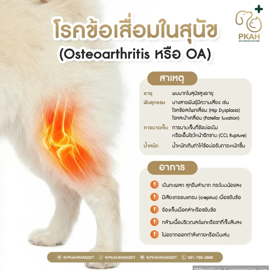 โรคข้อเสื่อมในสุนัข